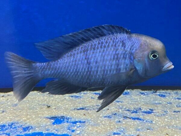 Imagem do Peixe Golfinho